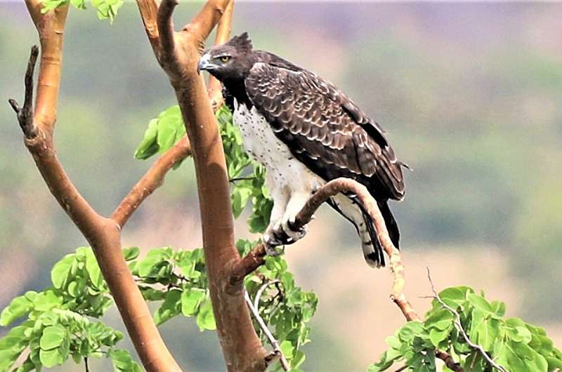 Protected lands provide a last stand for critically endangered vultures in West Africa