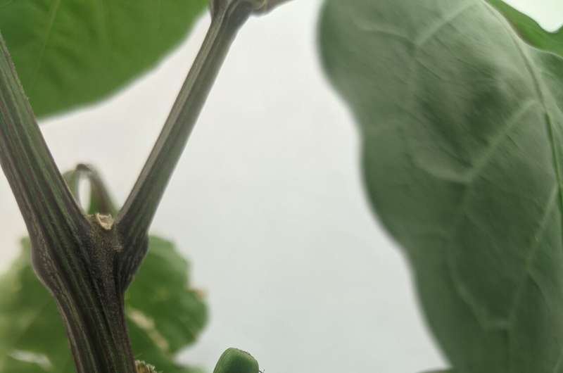 Protecting the peppers: Unlocking the potential of the sterile insect technique