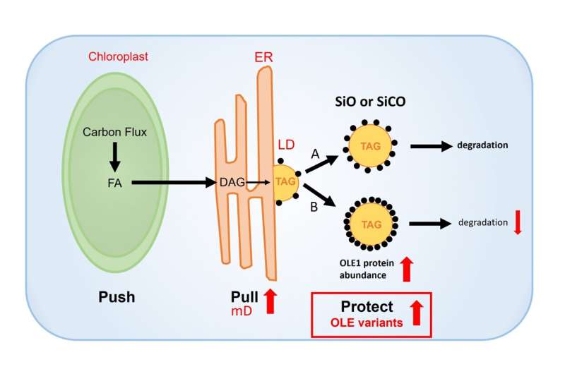 Protecting the protector boosts plant oil content
