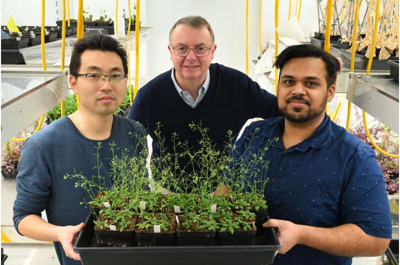 Protecting the protector boosts plant oil content
