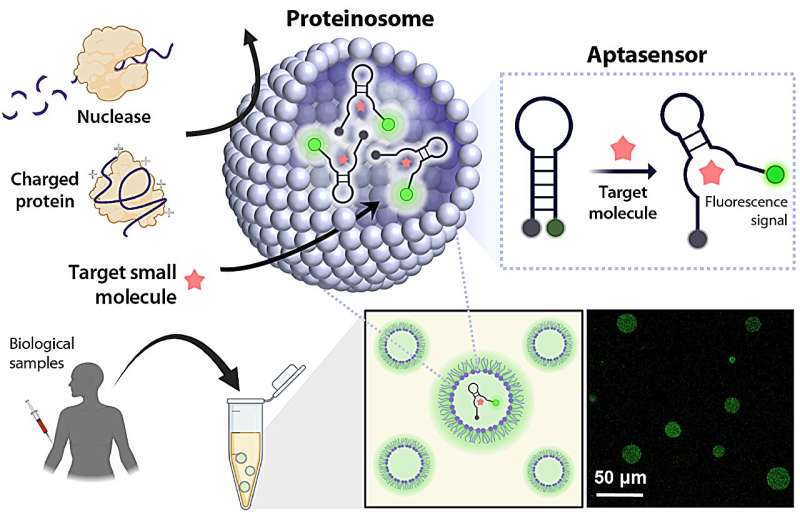 Research team develops protein-based microcapsule for point-of-care diagnostics
