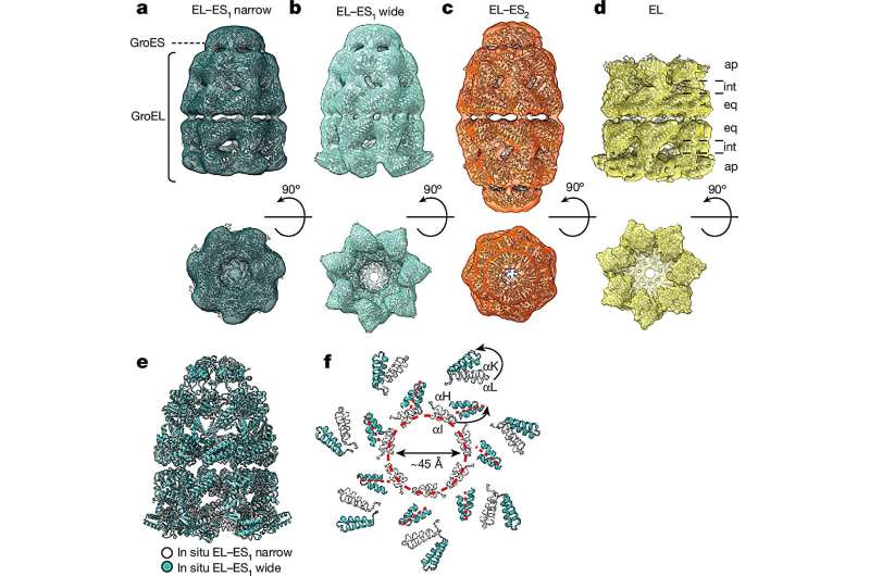 Protein folding helpers in their natural environment