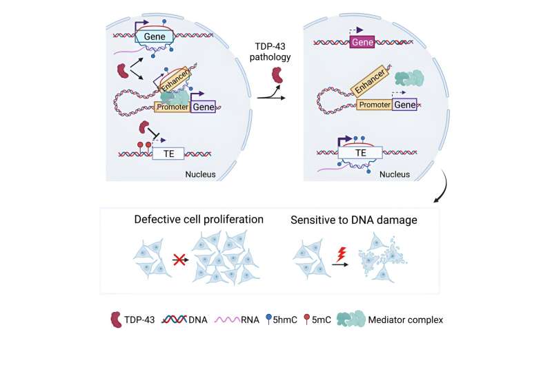 Protein TDP-43 keeps genetic zombies at bay