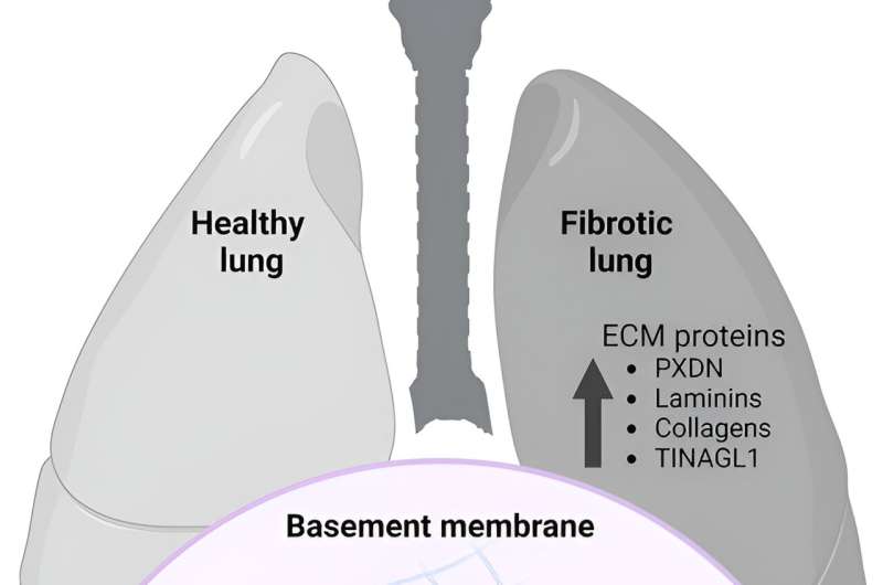Proteins modified in lungs offer clues to biological functions of bromine