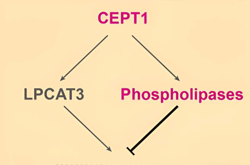 Proteomic analysis of ferroptosis pathways reveals a role of CEPT1 in suppressing ferroptosis