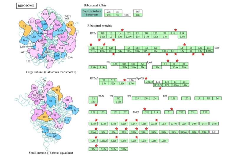 Proteomic insights reveal key strategies to extend broccoli's freshness and shelf life