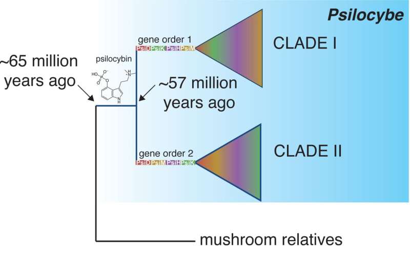 Psychoactive psilocybin's evolution in magic mushrooms