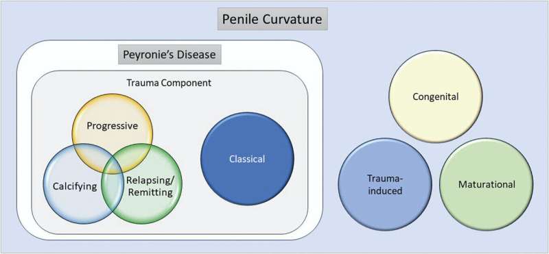 'PTNM' system provides new classification for Peyronie's disease and penile curvature