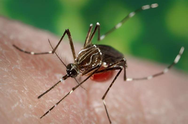 Puerto rico declares dengue epidemic as cases climb