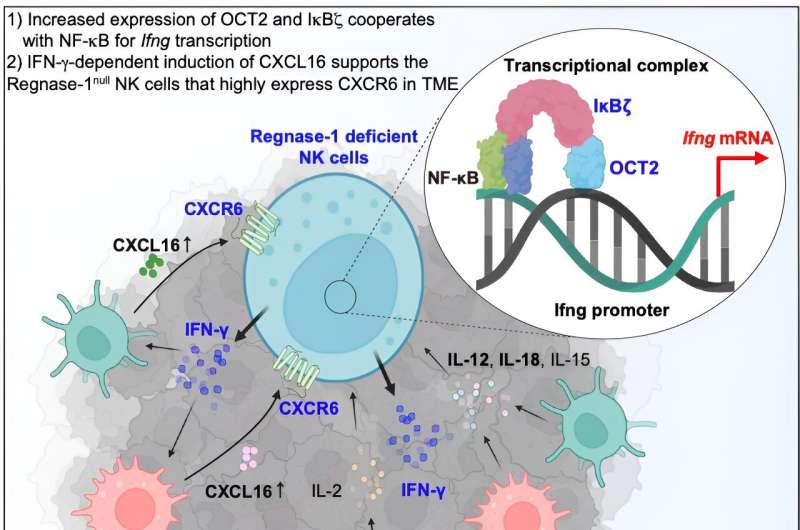 Pulling out the stops: Deletion of regnase-1 promotes anti-tumor activity in NK cells