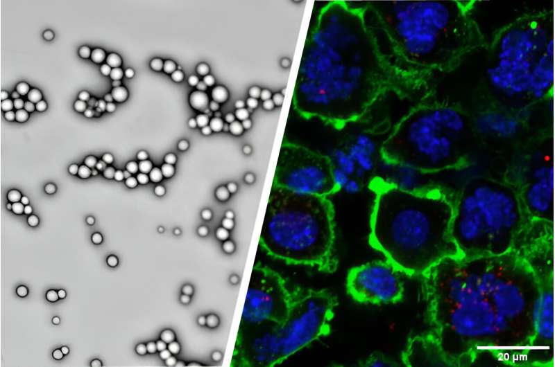 Purdue researchers create biocompatible nanoparticles to enhance systemic delivery of cancer immunotherapy