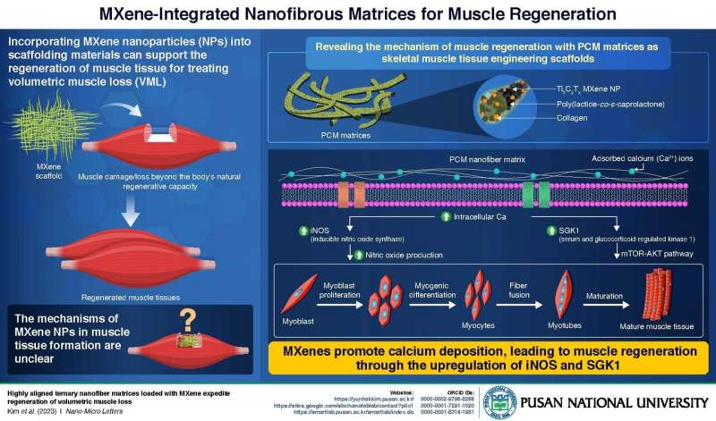 Researchers uncover molecular mechanisms behind effects of MXene nanoparticles on muscle regeneration