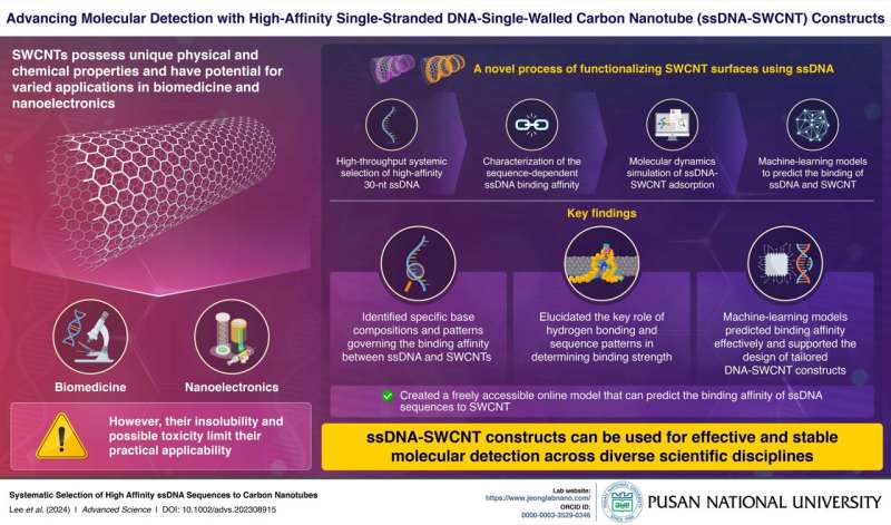 Pusan National University researchers explore the interplay between high-affinity DNA and carbon nanotubes