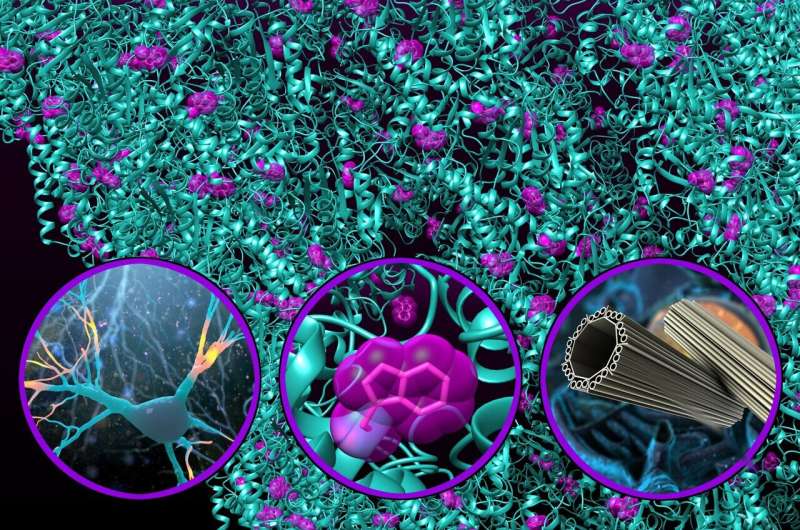 Quantum fiber optics in the brain enhance processing, may protect against degenerative diseases