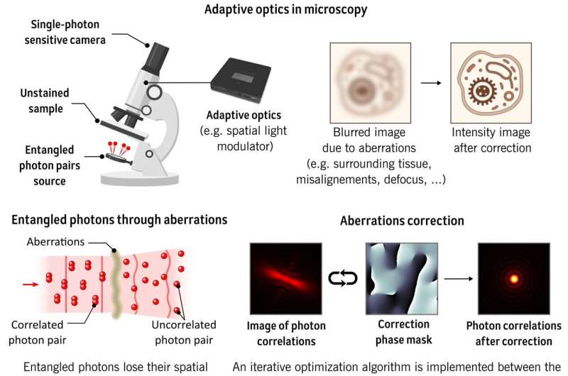 Quantum imaging could create bright future for advanced microscopes