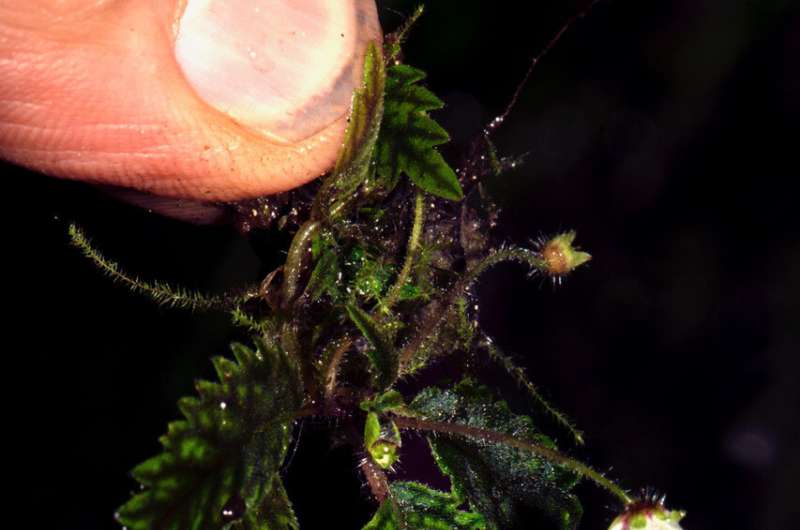 ¡Que Vive Centinela! A tiny new plant species reaffirms the "miraculous" survival of Western Ecuador's ravished biodiversity
