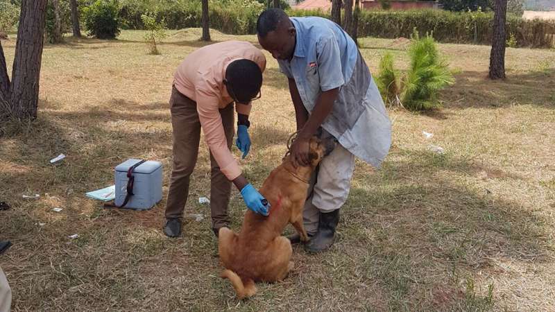 Rabid dogs in Uganda
