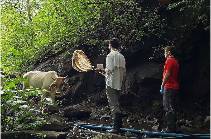 Rabies outbreaks in Costa Rica cattle linked to deforestationMay 14, 2024
