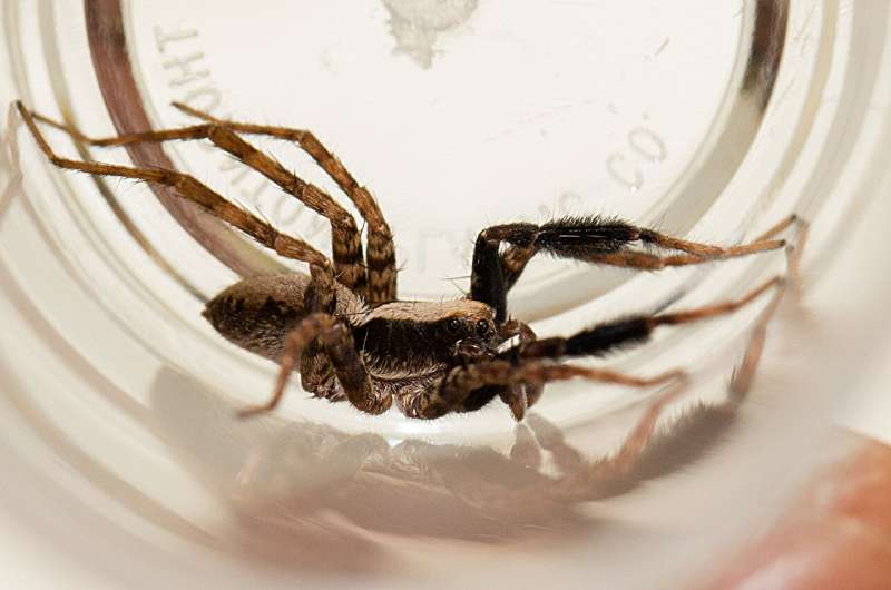 Rain can spoil a wolf spider's day, too