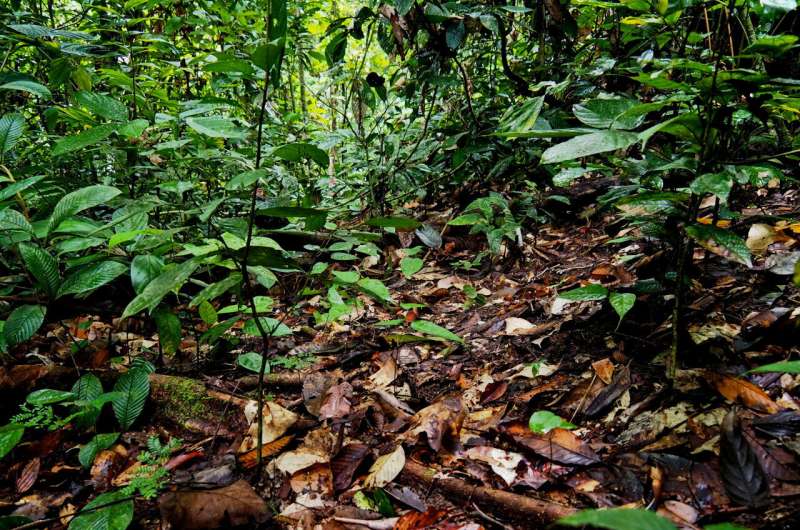 Rainforest's next generation of trees threatened 30 years after logging