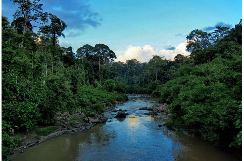 Rainforest's next generation of trees threatened 30 years after logging