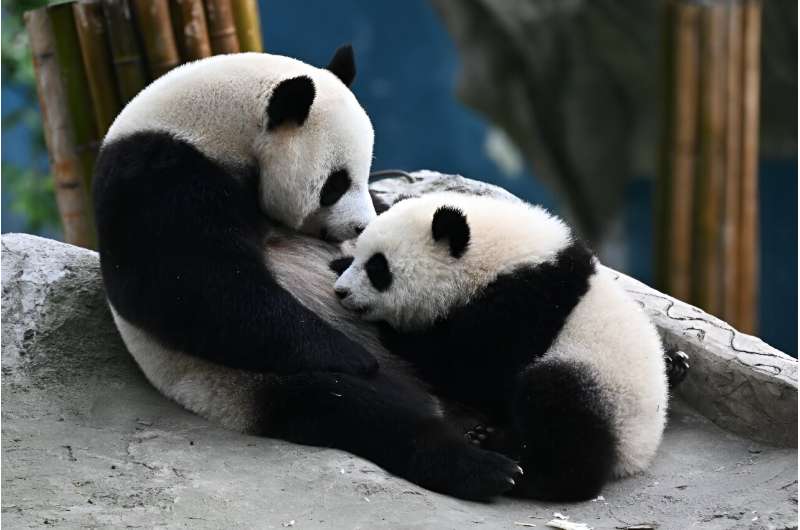 Ran Ran feeds her cub in their enclosure at the Ya'an conservation and research centre. There are an estimated 1,860 giant pandas left in the wild, according to WWF