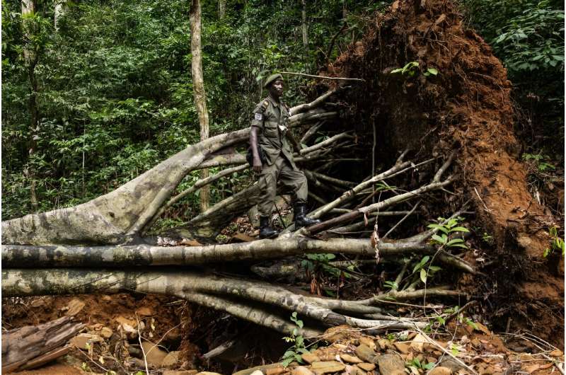 Rangers said that mining was causing trees to be uprooted