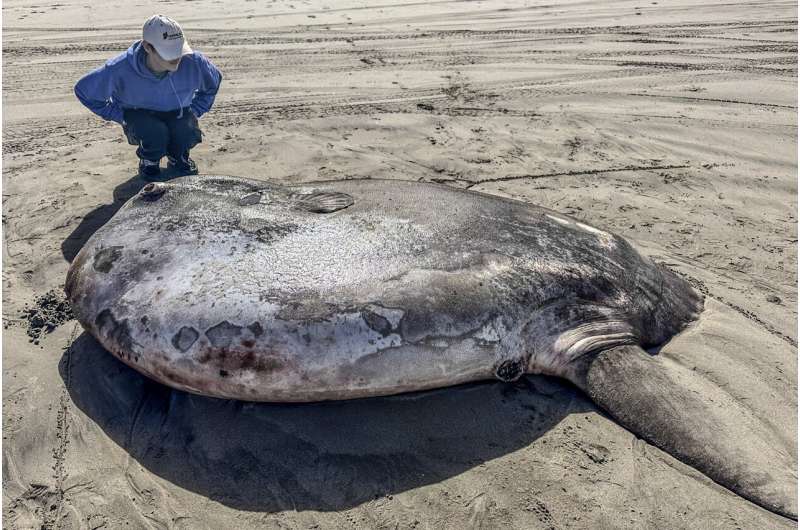 Rare 7-foot fish washed ashore on Oregon's coast garners worldwide attention