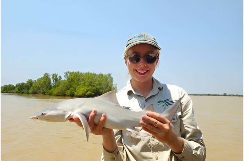 Rare and threatened shark found in the Roper River for the first time