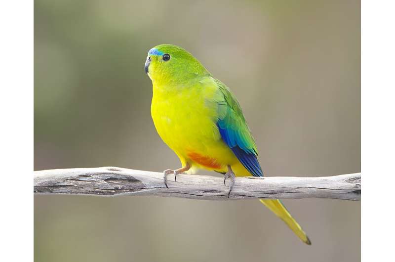 Rare Australian parrot faces multi-virus threat