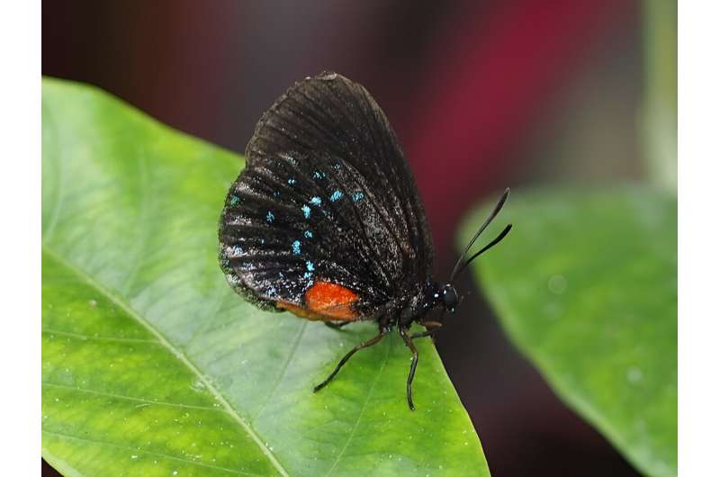 Rare butterfly is behind ‘mass destruction’ on rare Miami plants: Can both be protected?