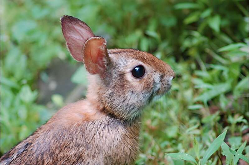 Rare rabbit could be at risk in NC, and scientists are rushing to collect its poop