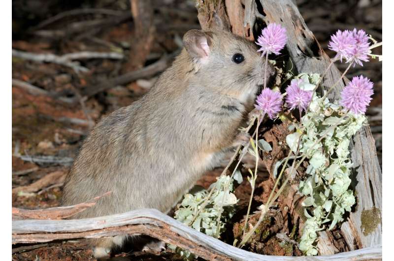 Rare rodent adapts to noxious weed
