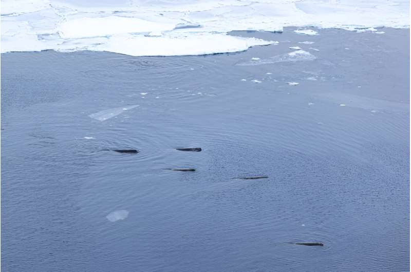 Rare whale species observed during recent Antarctic expedition