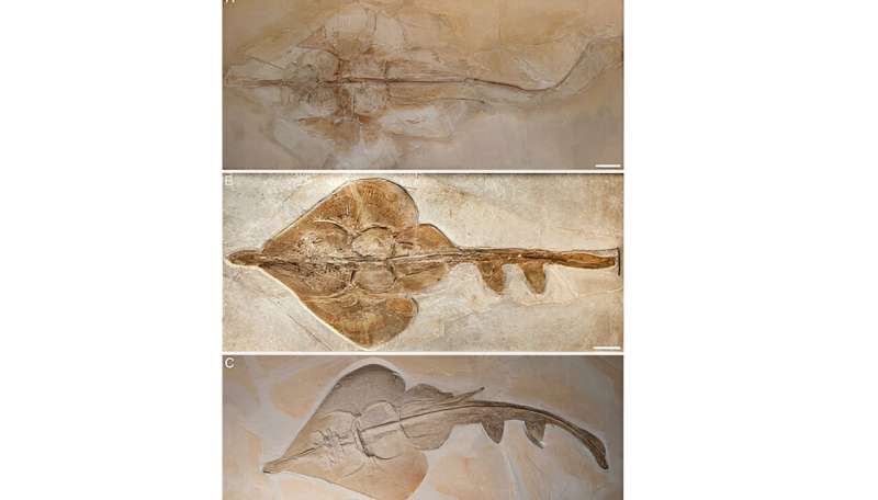 Rays were more diverse 150 million years ago than previously thought