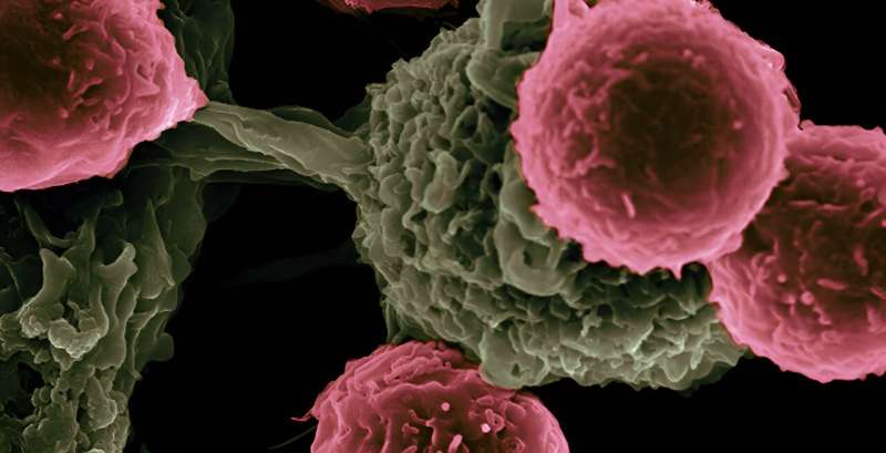 Re-exposing a cancer protein to enhance immunotherapy