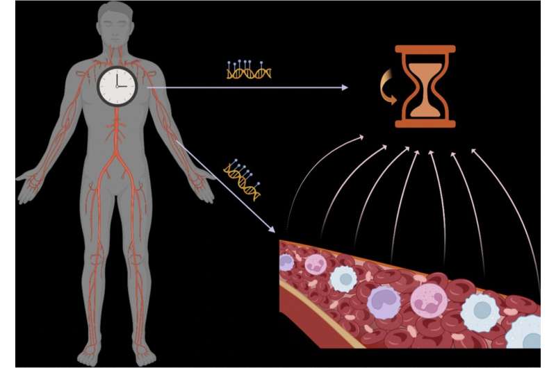 Recalibrating principles of epigenetic aging clocks in human health