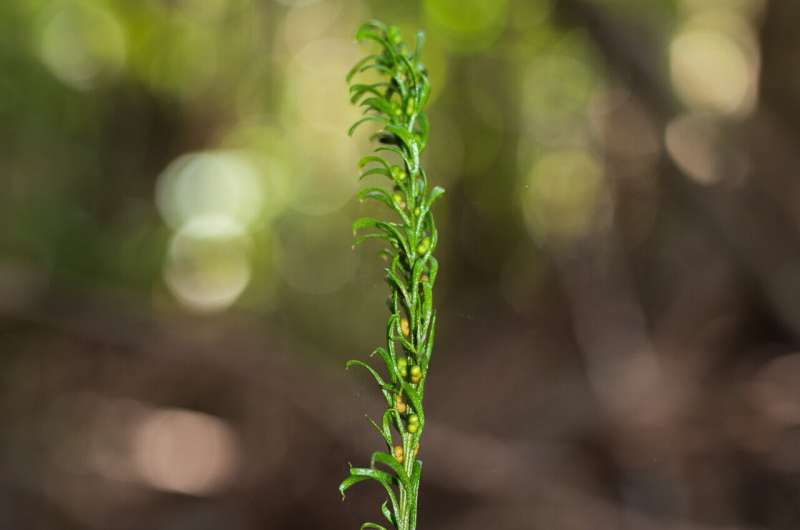 Record breaker: This tiny fern has the largest genome of any organism on Earth
