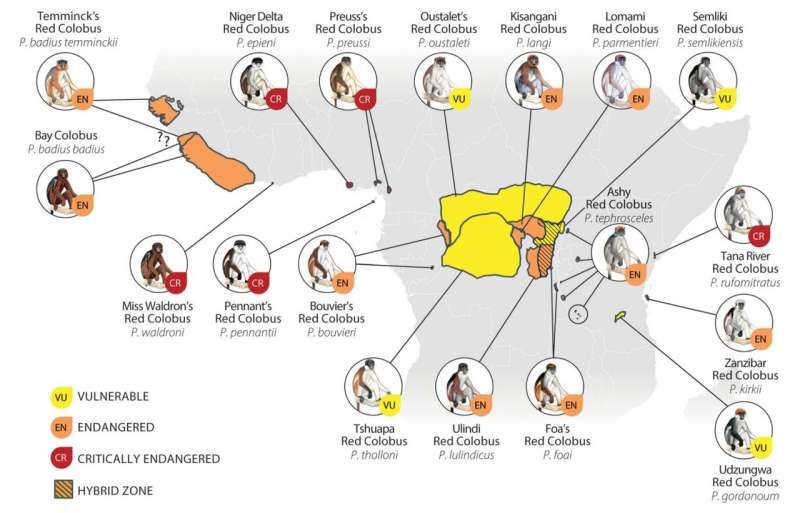 Red colobus are Africa's most endangered monkeys—protecting them will also safeguard forests