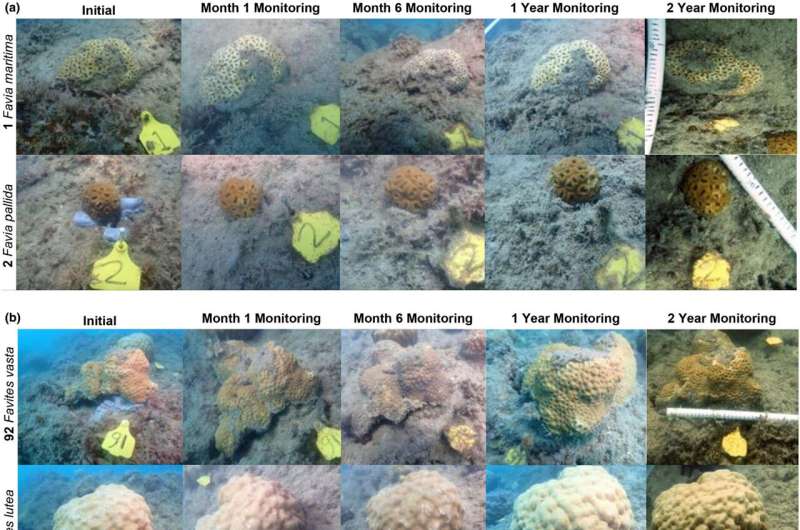 Reef management techniques have the potential to save coral