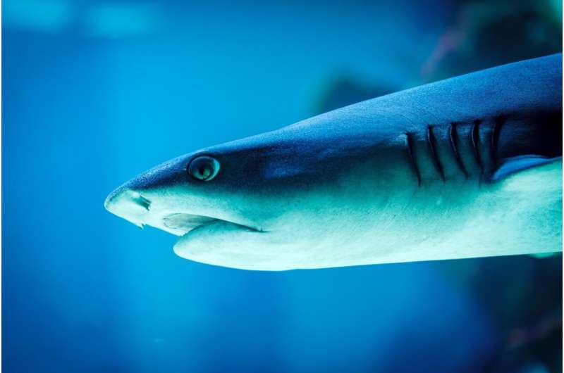 reef shark