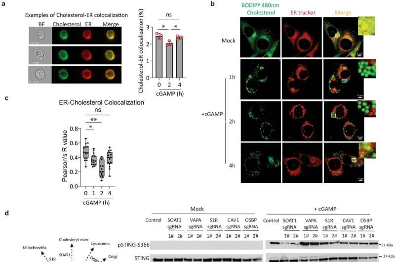 Regulating cholesterol levels might be the key to improving cancer treatment