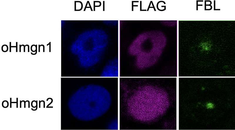 Regulatory gene influences shape recognition in medaka fish