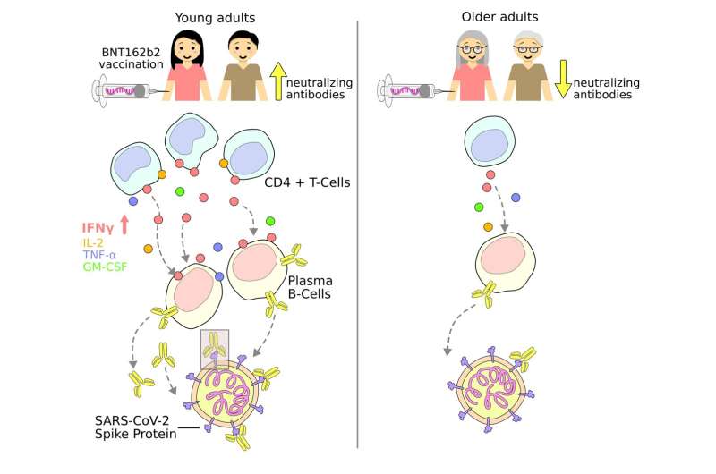 Relative deficiency in immune cells can account for poorer vaccination responses in the older population