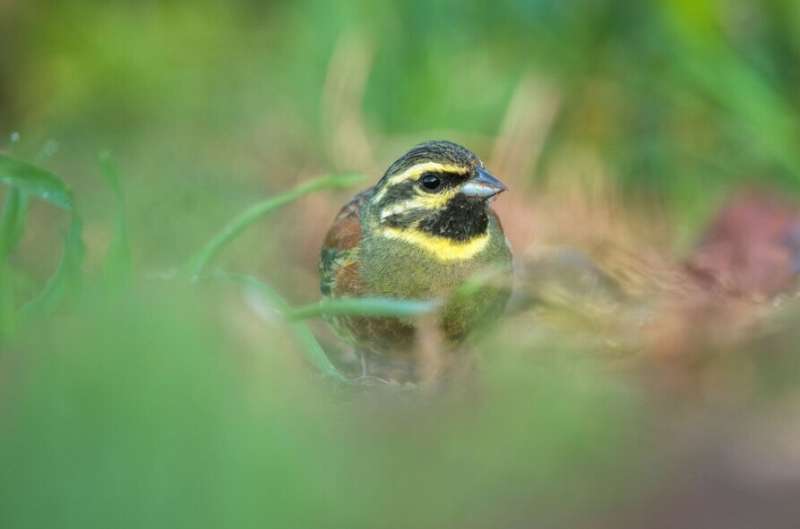 Relocated songbirds can successfully learn the diversity of song they need to survive