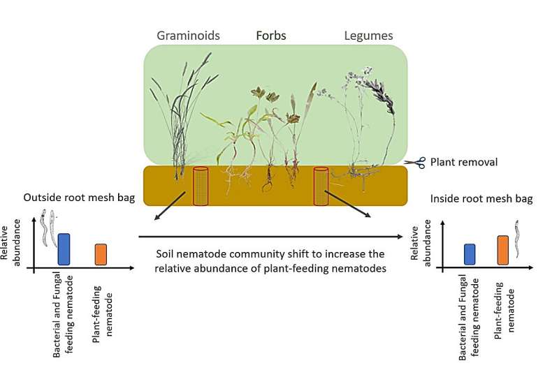 Remaining Roots Have Legacy Effect on Soil Nematode Community Structure