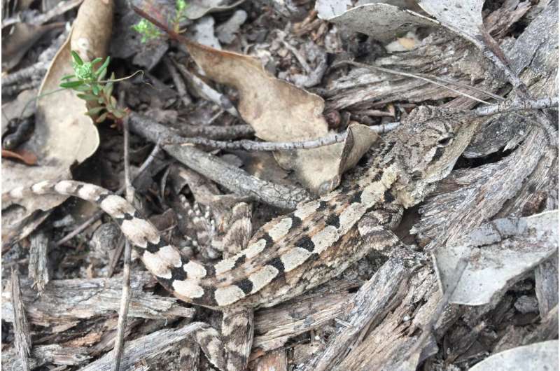 Reptiles are helping us better understand threats to Australia's biodiversity