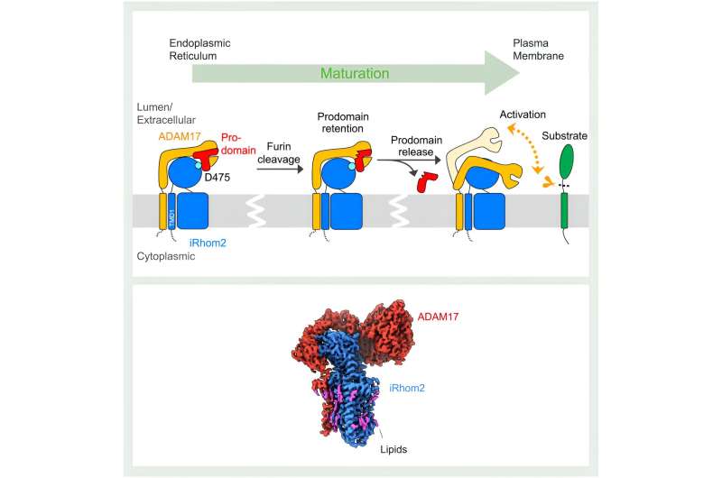 Repurposed protease controls important signaling molecule-activating protein
