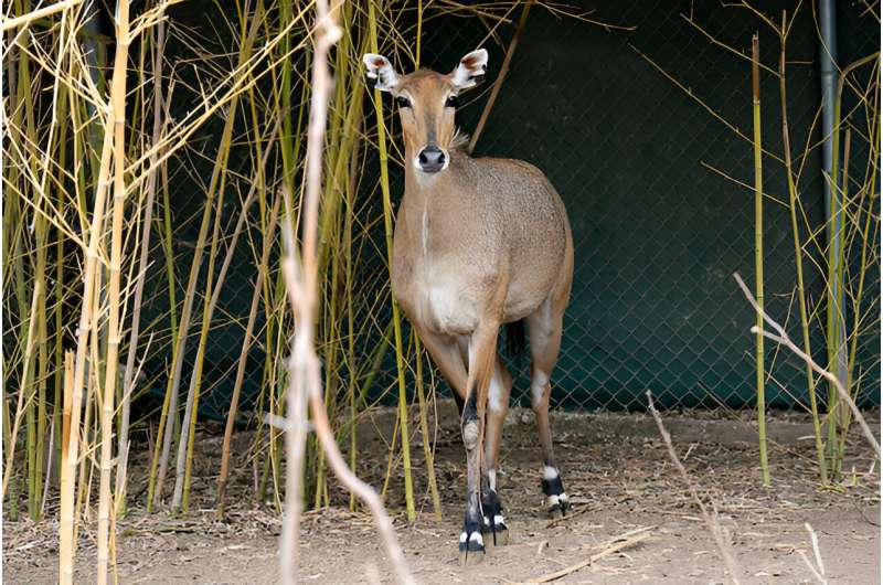 Research findings suggest nilgai antelope are not carriers of bovine babesiosis