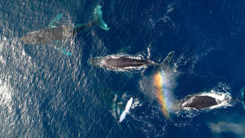 Research finds humpbacks were happier during pandemic pause